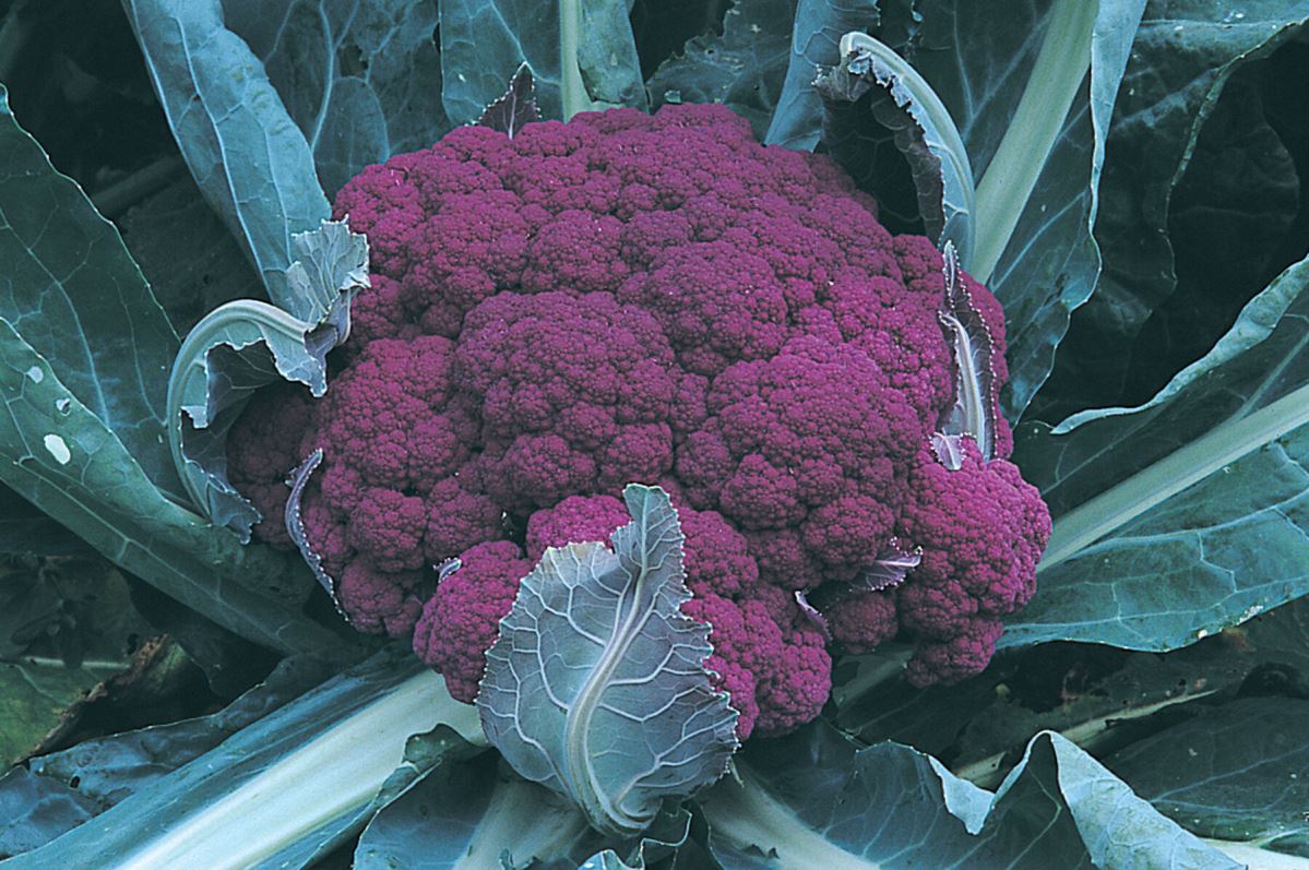 Graffiti – Purple Cauliflower Seeds
